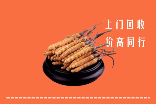 收购行情：乐山金口河区冬虫夏草回收多少钱每克